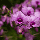 Orchid Singapore Botanical Garden